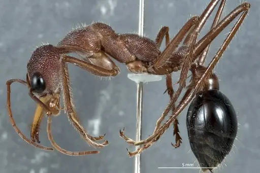 Myrmecia fulgida specimen JDM32-002458 image jdm32-002458_3