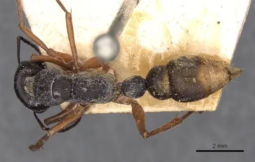 Myrmecia fulviculis specimen CASENT0907098 image casent0907098_1