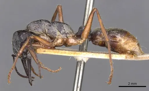 Myrmecia fulviculis specimen CASENT0907098 image casent0907098_3