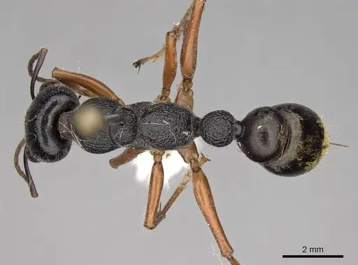 Myrmecia fulviculis specimen CASENT0914032 image casent0914032_1
