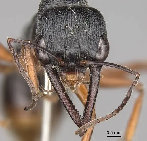 Myrmecia fulviculis specimen CASENT0914032 image casent0914032_2