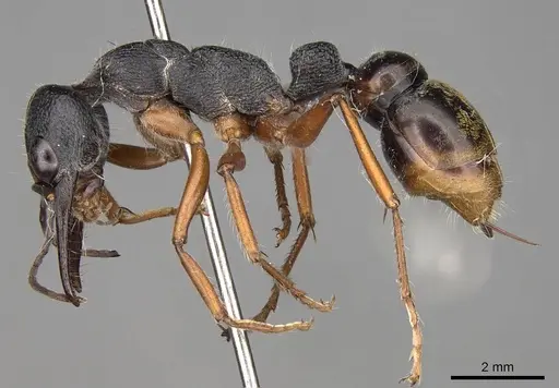 Myrmecia fulviculis specimen CASENT0914032 image casent0914032_3