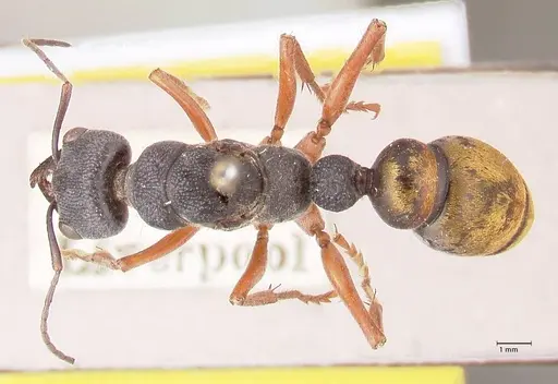 Myrmecia fulviculis specimen FOCOL0829 image focol0829_1