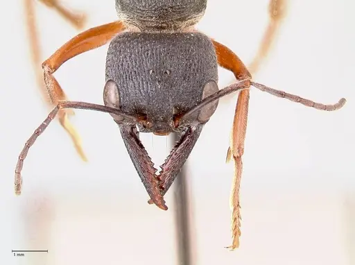 Myrmecia fulviculis specimen FOCOL0829 image focol0829_2