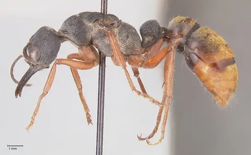Myrmecia fulviculis specimen FOCOL0829 image focol0829_3