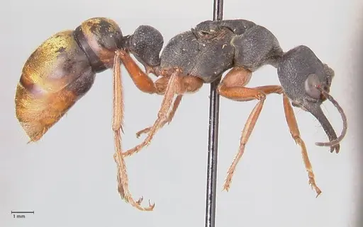Myrmecia fulviculis specimen FOCOL0829 image focol0829_4