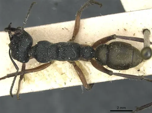 Myrmecia fulvipes specimen CASENT0912437 image casent0912437_1