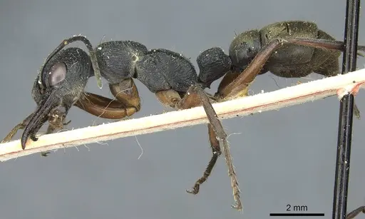 Myrmecia fulvipes specimen CASENT0912437 image casent0912437_3