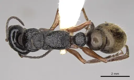 Myrmecia fulvipes specimen CASENT0914033 image casent0914033_1