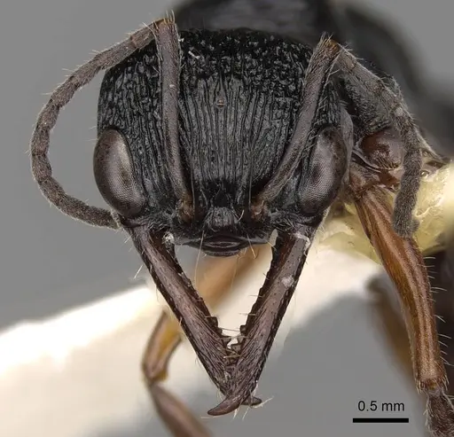 Myrmecia fulvipes specimen CASENT0914033 image casent0914033_2