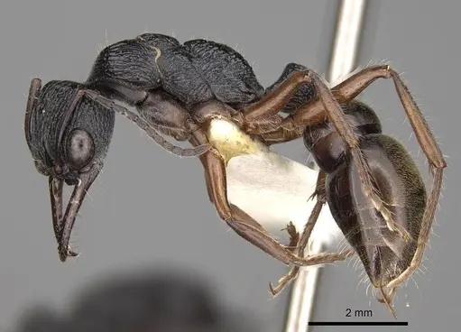 Myrmecia fulvipes specimen CASENT0914033 image casent0914033_3