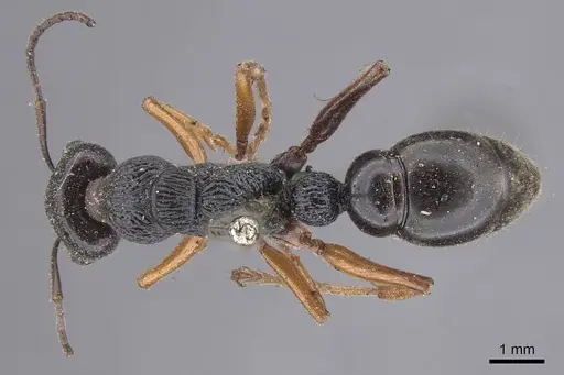 Myrmecia fulvipes specimen CASENT0915407 image casent0915407_1