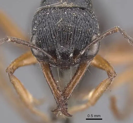 Myrmecia fulvipes specimen CASENT0915407 image casent0915407_2