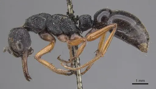 Myrmecia fulvipes specimen CASENT0915407 image casent0915407_3