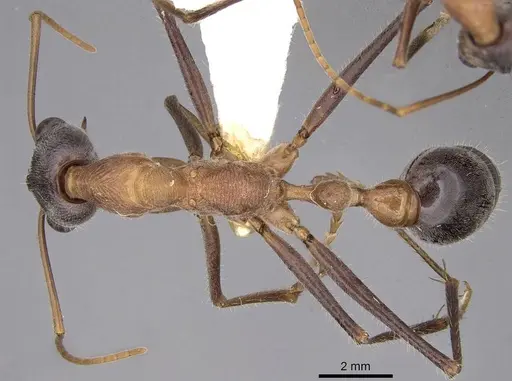 Myrmecia fuscipes specimen CASENT0914022 image casent0914022_1