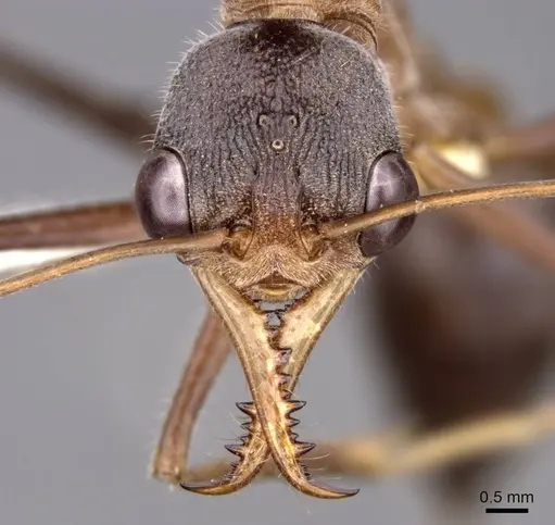 Myrmecia fuscipes specimen CASENT0914022 image casent0914022_2