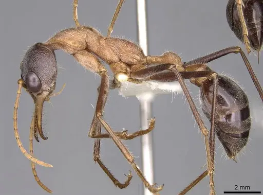 Myrmecia fuscipes specimen CASENT0914022 image casent0914022_3