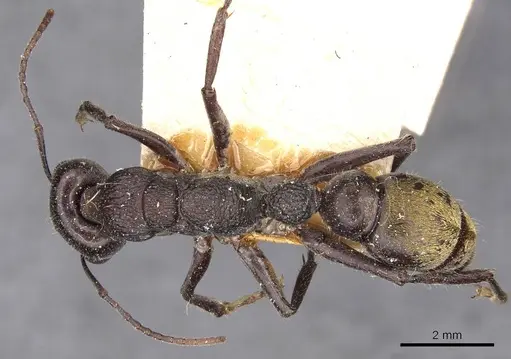 Myrmecia gilberti specimen CASENT0907096 image casent0907096_1