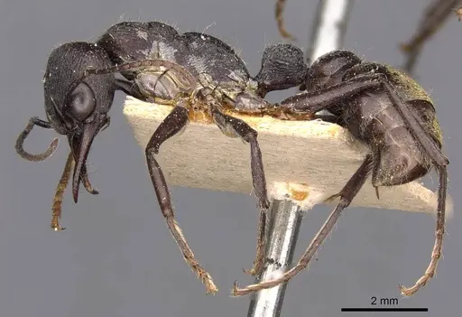 Myrmecia gilberti specimen CASENT0907096 image casent0907096_3