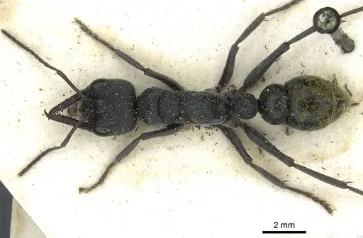 Myrmecia gilberti specimen CASENT0912438 image casent0912438_1