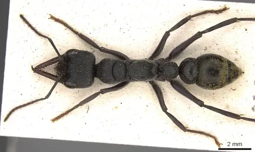 Myrmecia gilberti specimen CASENT0914034 image casent0914034_1