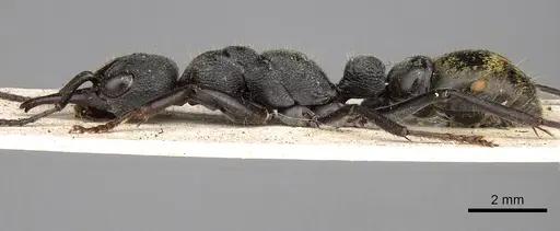 Myrmecia gilberti specimen CASENT0914034 image casent0914034_3