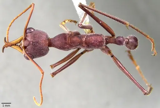 Myrmecia gratiosa specimen ANTWEB1041851 image antweb1041851_1