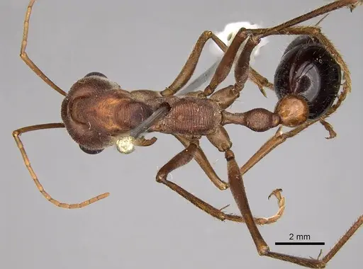 Myrmecia gratiosa specimen CASENT0914024 image casent0914024_1