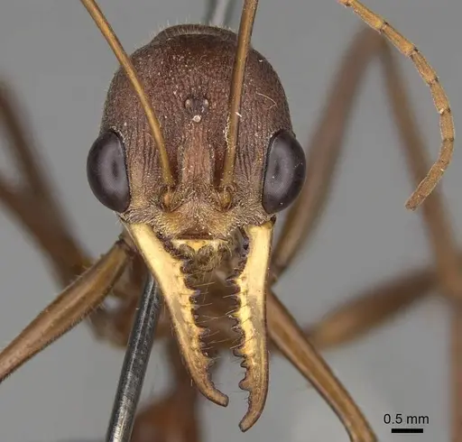 Myrmecia gratiosa specimen CASENT0914024 image casent0914024_2