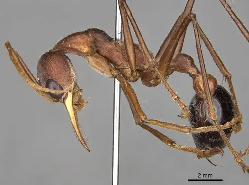 Myrmecia gratiosa specimen CASENT0914024 image casent0914024_3