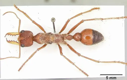 Myrmecia gulosa specimen CASENT0103309 image casent0103309_1