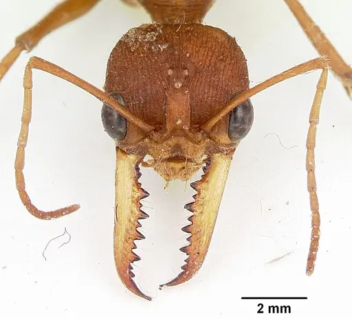 Myrmecia gulosa specimen CASENT0103309 image casent0103309_2