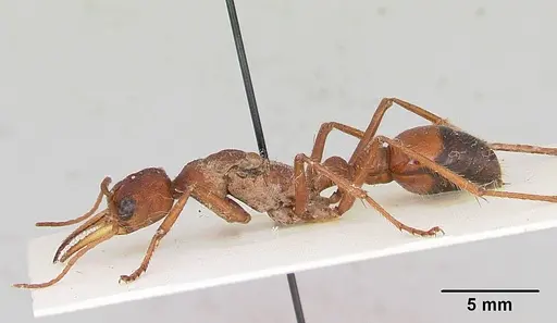 Myrmecia gulosa specimen CASENT0103309 image casent0103309_3
