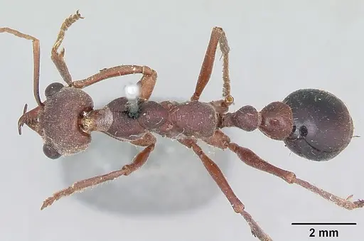 Myrmecia gulosa specimen CASENT0103310 image casent0103310_1