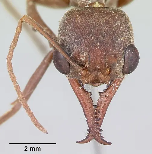 Myrmecia gulosa specimen CASENT0103310 image casent0103310_2