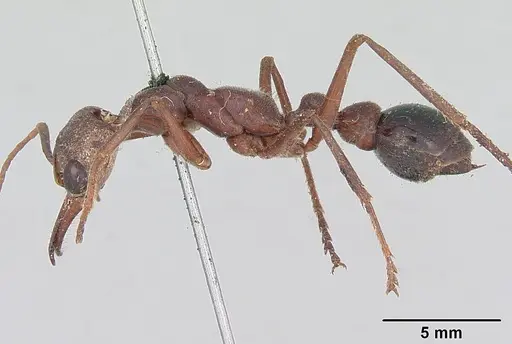 Myrmecia gulosa specimen CASENT0103310 image casent0103310_3
