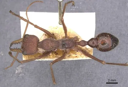 Myrmecia gulosa specimen CASENT0907083 image casent0907083_1