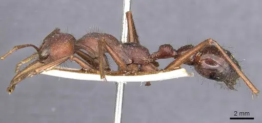 Myrmecia gulosa specimen CASENT0907083 image casent0907083_3