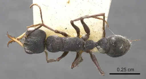 Myrmecia harderi specimen ANTWEB1008277 image antweb1008277_1