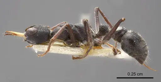 Myrmecia harderi specimen ANTWEB1008277 image antweb1008277_2