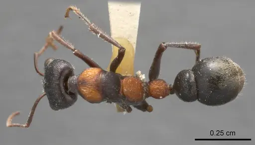 Myrmecia harderi specimen ANTWEB1008287 image antweb1008287_1