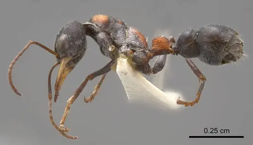 Myrmecia harderi specimen ANTWEB1008287 image antweb1008287_2