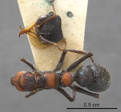 Myrmecia harderi specimen ANTWEB1008293 image antweb1008293_1