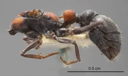 Myrmecia harderi specimen ANTWEB1008293 image antweb1008293_2