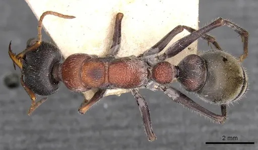 Myrmecia harderi specimen CASENT0907085 image casent0907085_1