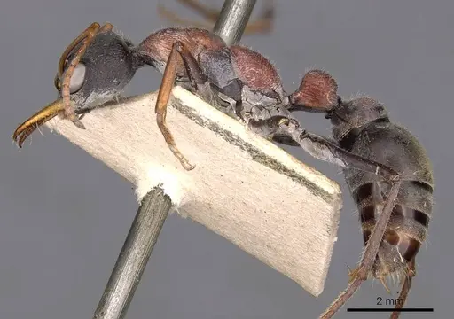 Myrmecia harderi specimen CASENT0907085 image casent0907085_3