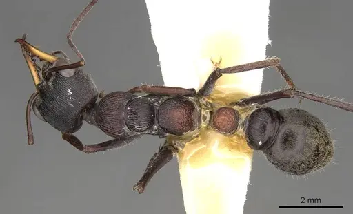 Myrmecia harderi specimen CASENT0914308 image casent0914308_1