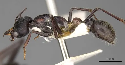 Myrmecia harderi specimen CASENT0914308 image casent0914308_3