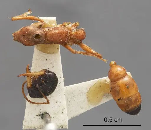 Myrmecia hilli specimen ANTWEB1008286 image antweb1008286_1
