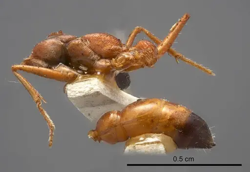 Myrmecia hilli specimen ANTWEB1008286 image antweb1008286_2